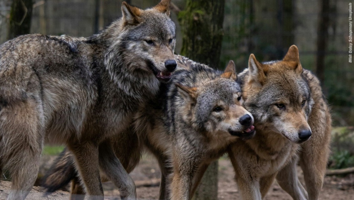 Mit der Absenkung des Schutzstatus des Wolfes in der FFH-Richtlinie werden die rechtlichen M�glichkeiten f�r Entnahmen und ein aktives Bestandsmanagement erweitert.